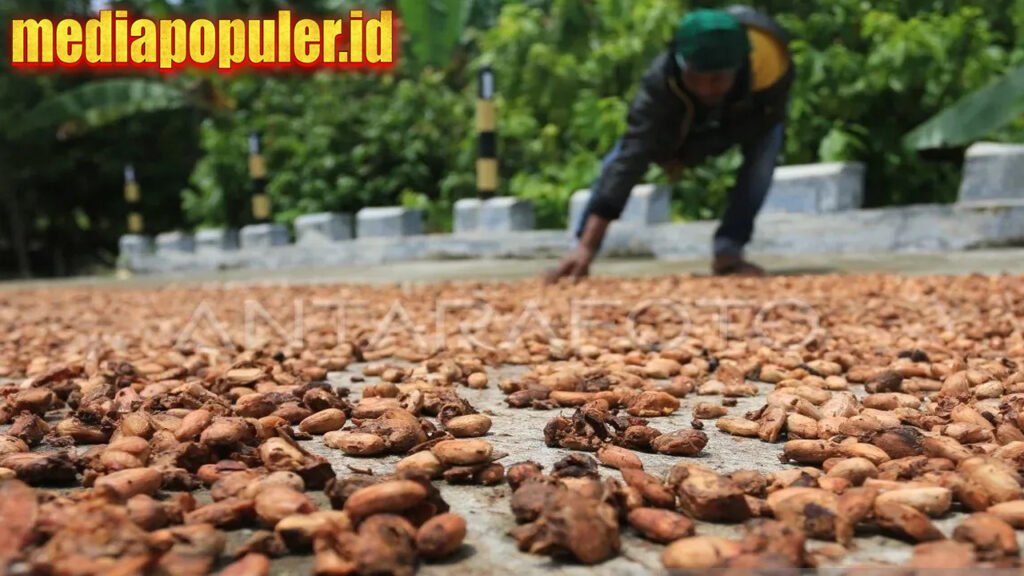 Kemendag catat harga biji kakao meningkat pada periode Februari 2025