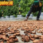 Kemendag catat harga biji kakao meningkat pada periode Februari 2025