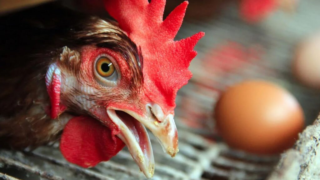 Sebut beras pemerintah pakan ayam, anggota parlemen Jepang dikecam