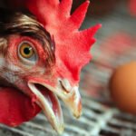 Sebut beras pemerintah pakan ayam, anggota parlemen Jepang dikecam